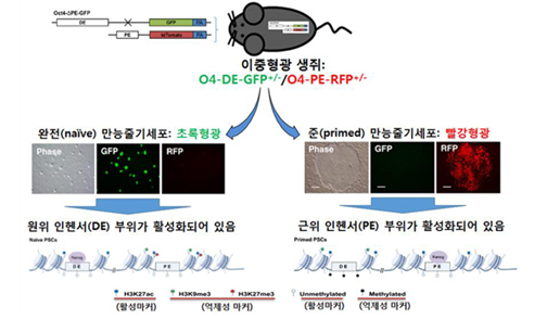 줄기세포발생학